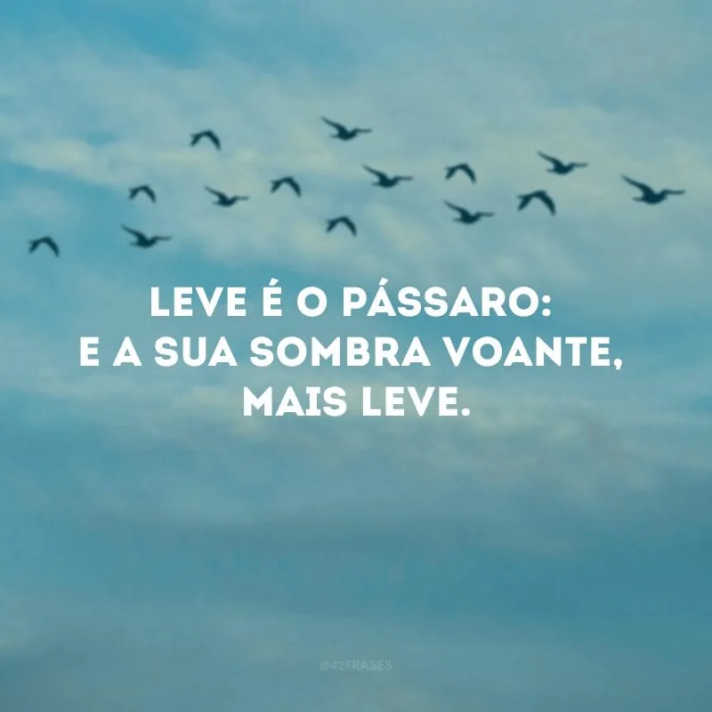 Leve é o pássaro: e a sua sombra voante, mais leve.