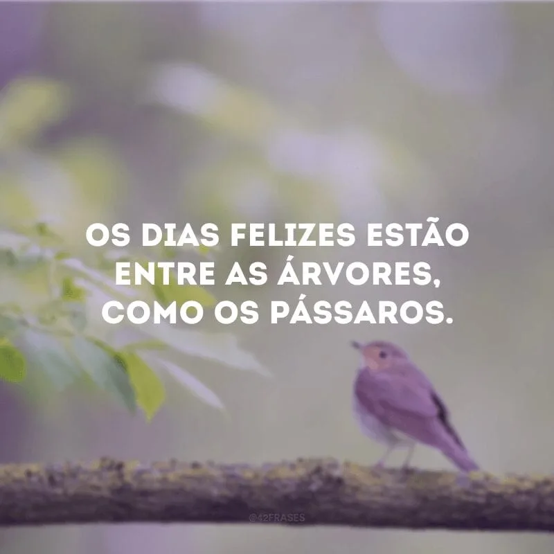 Os dias felizes estão entre as árvores, como os pássaros.