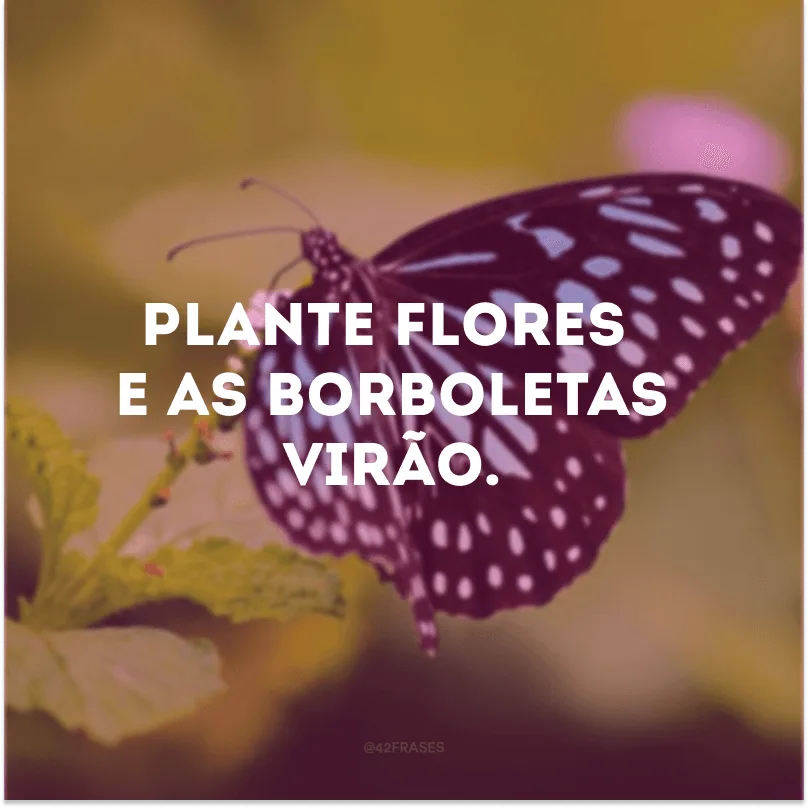 Plante flores e as borboletas virão. 