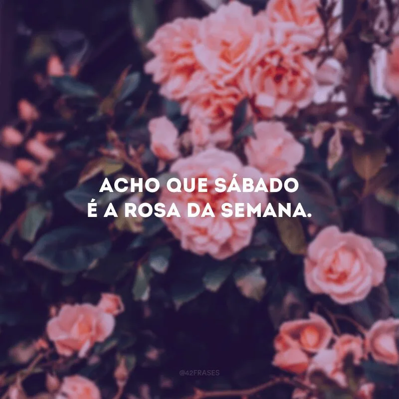 Acho que sábado é a rosa da semana.