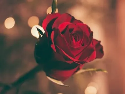 40 frases de amor em espanhol para se declarar com todo corazón