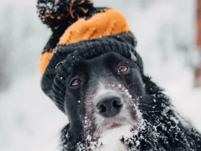 55 frases de inverno que celebram a beleza dos dias frios