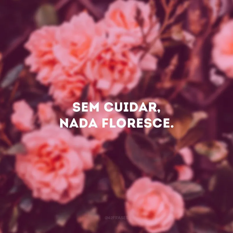 Sem cuidar, nada floresce.