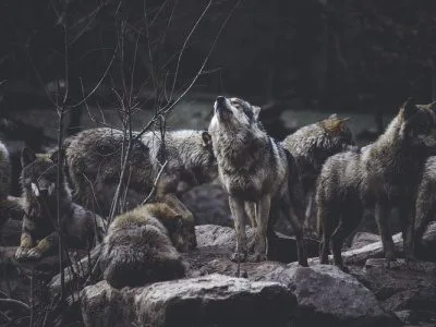 30 frases de lobo que retratam o espírito livre dessa criatura magnífica