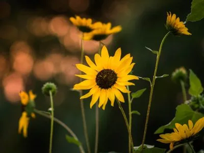 30 frases sobre a vida é bela que relembram motivos para seguir em frente