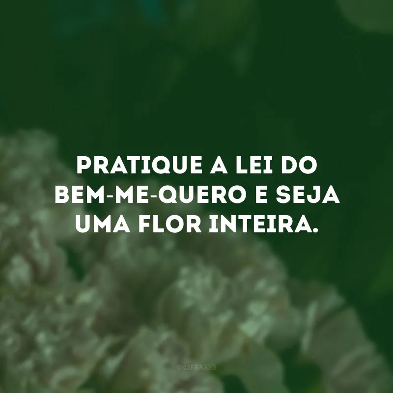 Pratique a lei do bem-me-quero e seja uma flor inteira.