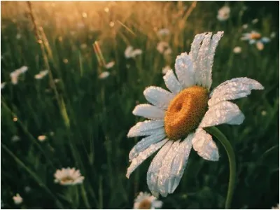 30 frases motivacionais de bom dia para iniciar a manhã com ânimo