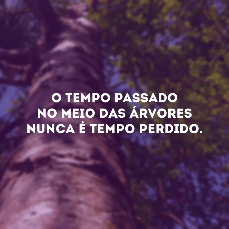 O tempo passado no meio das árvores nunca é tempo perdido.