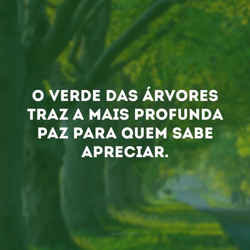 O verde das árvores traz a mais profunda paz para quem sabe apreciar.