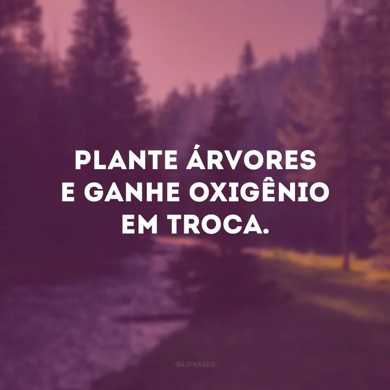 Plante árvores e ganhe oxigênio em troca.