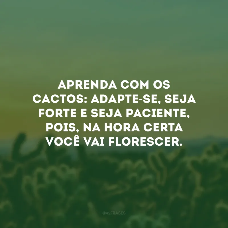 Aprenda com os cactos: adapte-se, seja forte e seja paciente, pois, na hora certa você vai florescer.