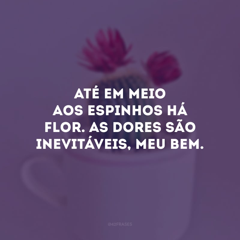 Até em meio aos espinhos há flor. As dores são inevitáveis, meu bem.