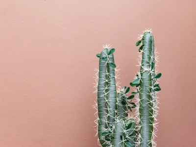 30 frases sobre cactos porque nem tudo são flores