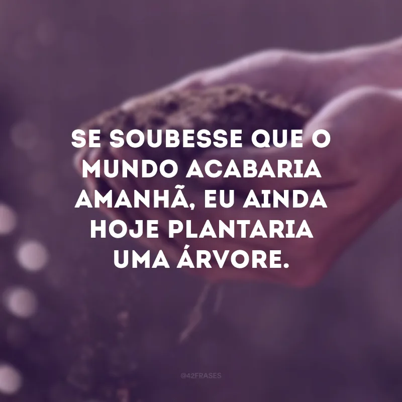 Se soubesse que o mundo acabaria amanhã, eu ainda hoje plantaria uma árvore.
