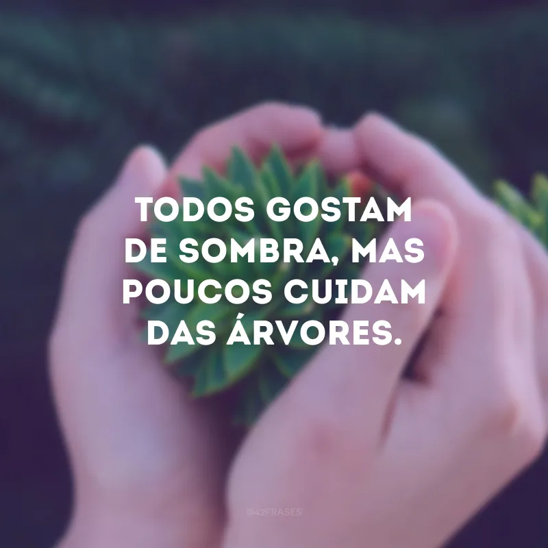 Todos gostam de sombra, mas poucos cuidam das árvores.