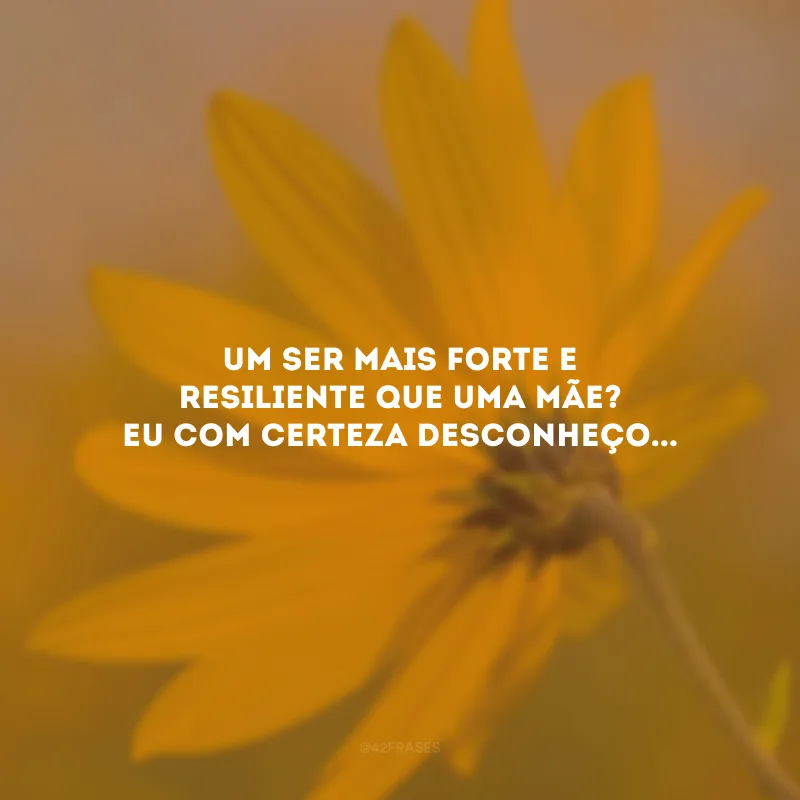 Um ser mais forte e resiliente que uma mãe? Eu com certeza desconheço...
