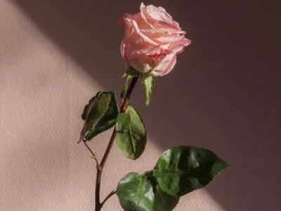 40 frases de boa tarde com amor para surpreender sua paixão