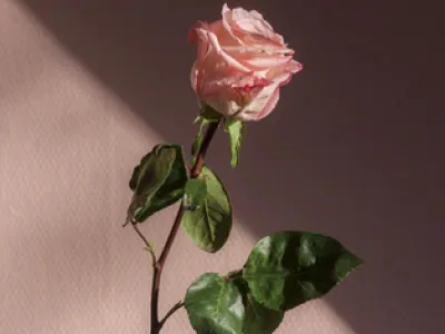 40 frases de boa tarde com amor para surpreender sua paixão