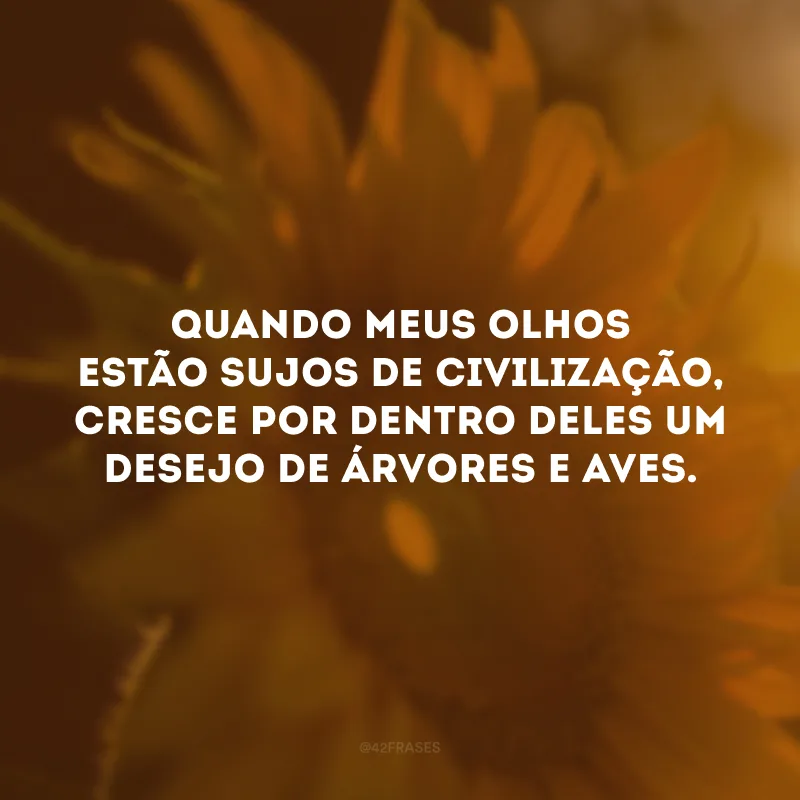 Quando meus olhos estão sujos de civilização, cresce por dentro deles um desejo de árvores e aves.