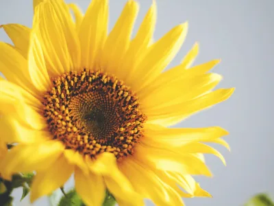 60 frases de bom dia com gratidão para começar a manhã feliz
