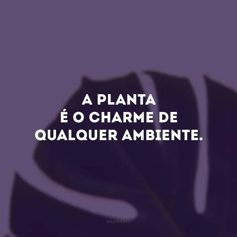 A planta é o charme de qualquer ambiente.  
