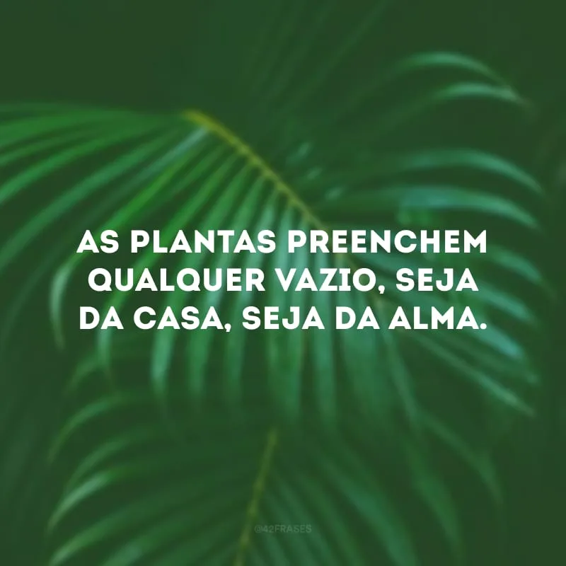 As plantas preenchem qualquer vazio, seja da casa, seja da alma.
