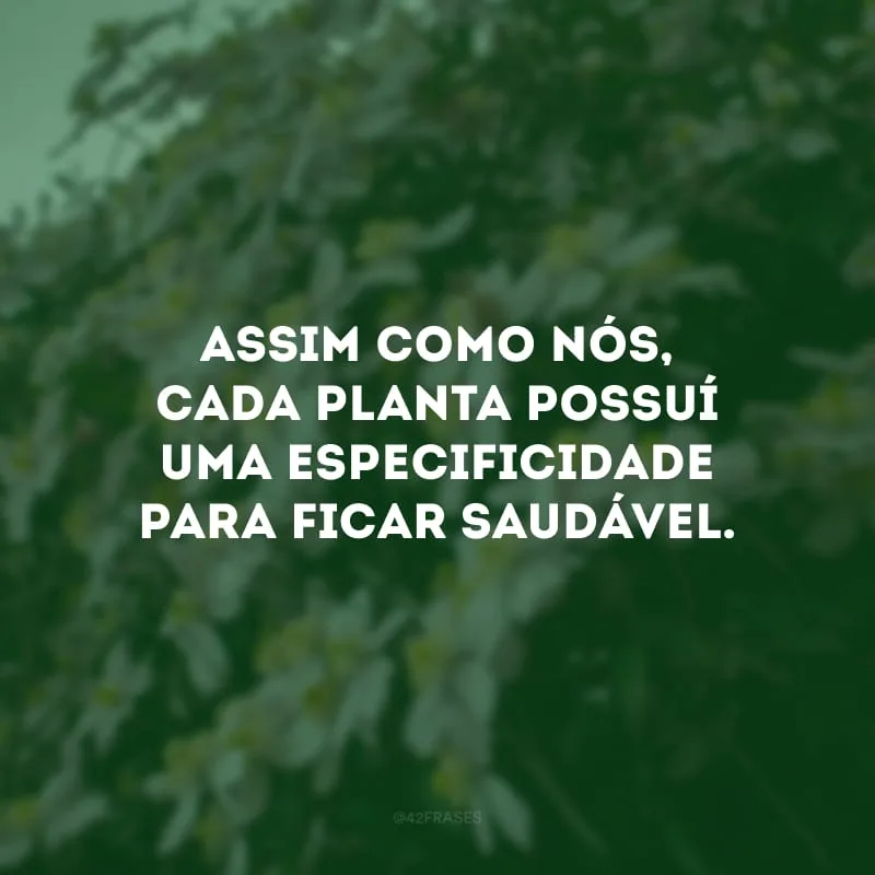 Assim como nós, cada planta possuí uma especificidade para ficar saudável. 
