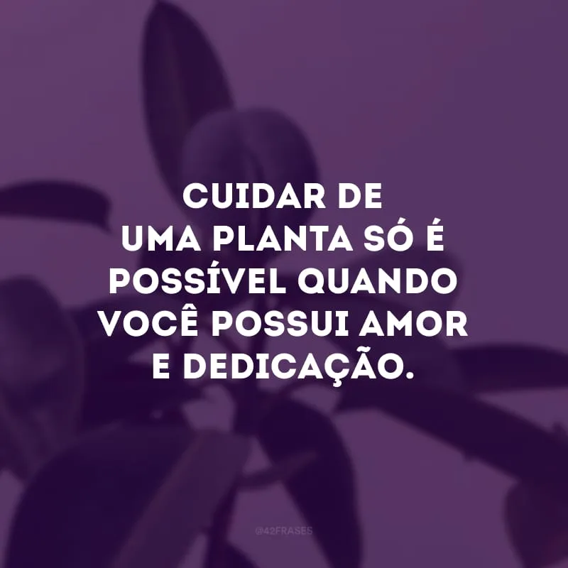 Cuidar de uma planta só é possível quando você possui amor e dedicação.
