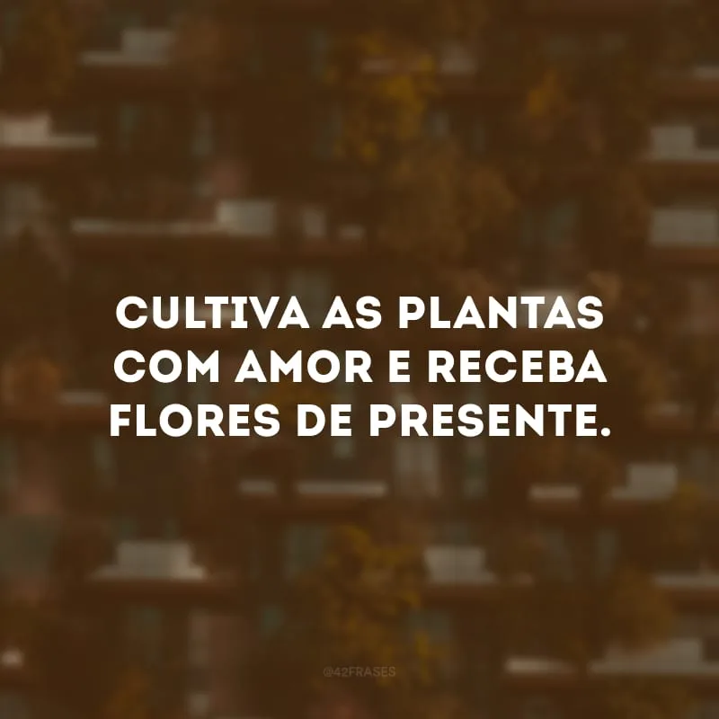 Cultiva as plantas com amor e receba flores de presente.
