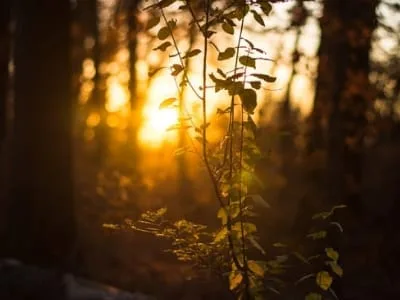 30 frases de amanhecer para aproveitar essa linda parte do dia