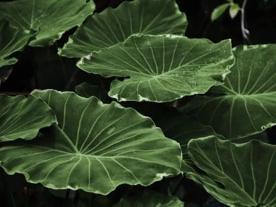 50 frases sobre plantas para os amantes da jardinagem