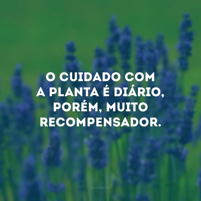 O cuidado com a planta é diário, porém, muito recompensador. 
