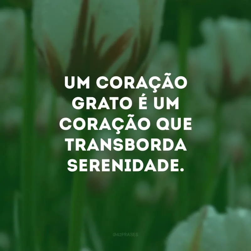 Um coração grato é um coração que transborda serenidade. 