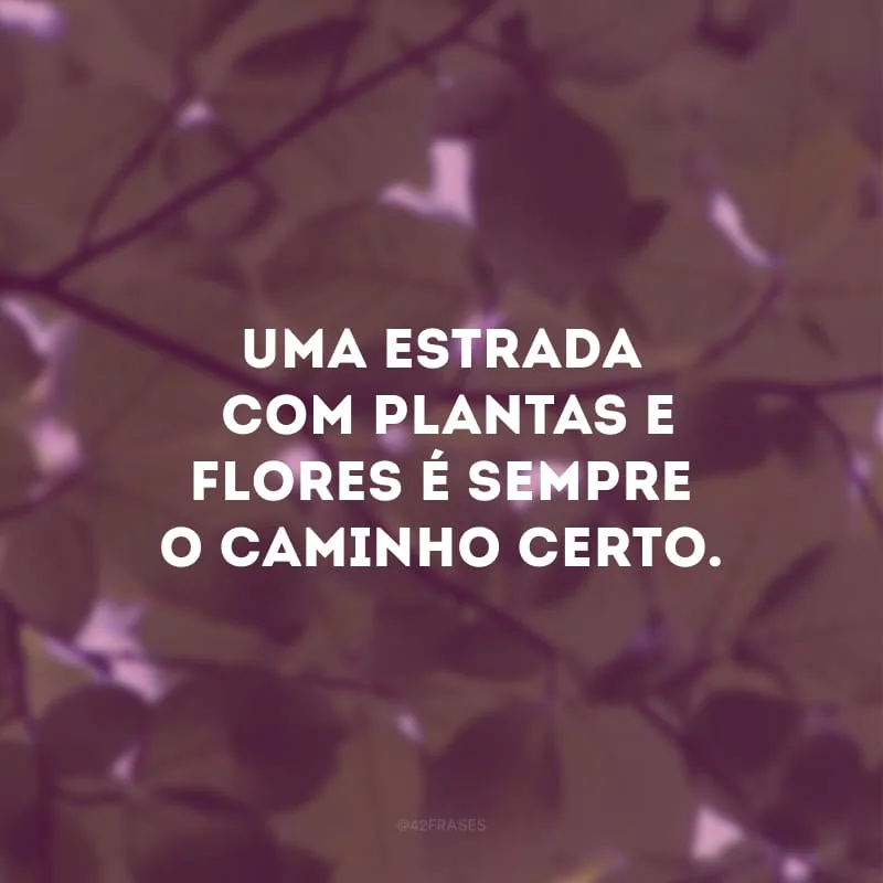 Uma estrada com plantas e flores é sempre o caminho certo.
