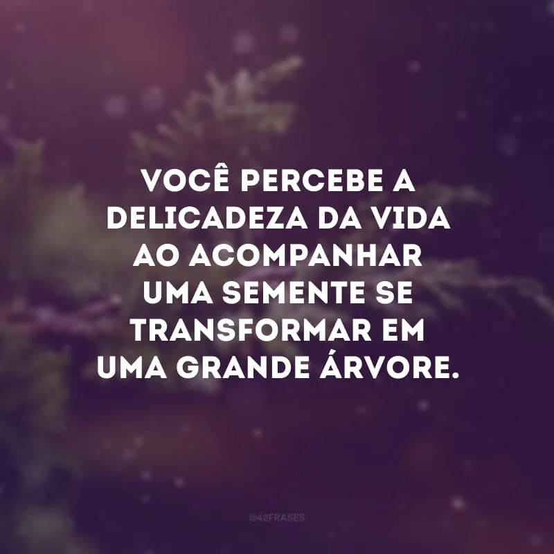 Você percebe a delicadeza da vida ao acompanhar uma semente se transformar em uma grande árvore.
