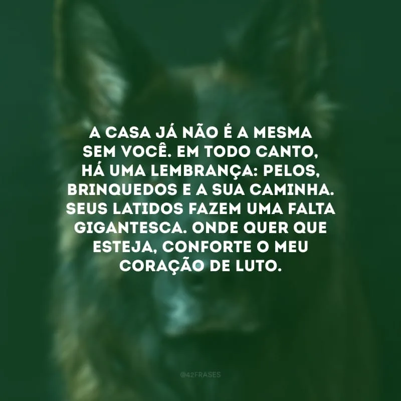 A casa já não é a mesma sem você. Em todo canto, há uma lembrança: pelos, brinquedos e a sua caminha. Seus latidos fazem uma falta gigantesca. Onde quer que esteja, conforte o meu coração de luto.