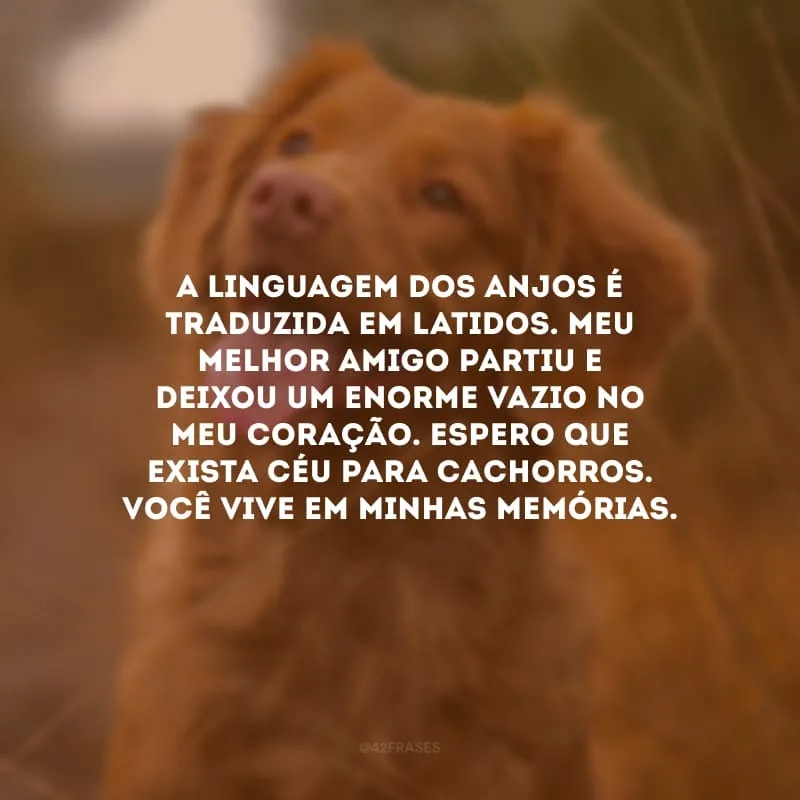 A linguagem dos anjos é traduzida em latidos. Meu melhor amigo partiu e deixou um enorme vazio no meu coração. Espero que exista Céu para cachorros. Você vive em minhas memórias.