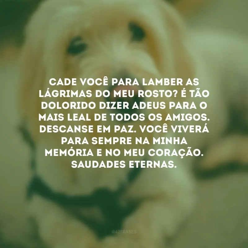 Cade você para lamber as lágrimas do meu rosto? É tão dolorido dizer adeus para o mais leal de todos os amigos. Descanse em paz. Você viverá para sempre na minha memória e no meu coração. Saudades eternas.