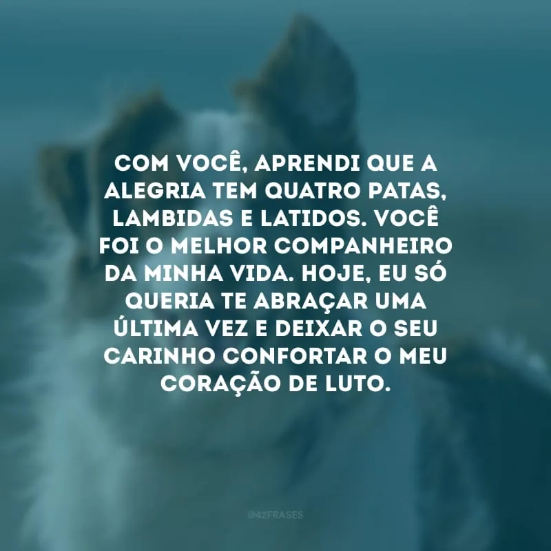 Com você, aprendi que a alegria tem quatro patas, lambidas e latidos. Você foi o melhor companheiro da minha vida. Hoje, eu só queria te abraçar uma última vez e deixar o seu carinho confortar o meu coração de luto.