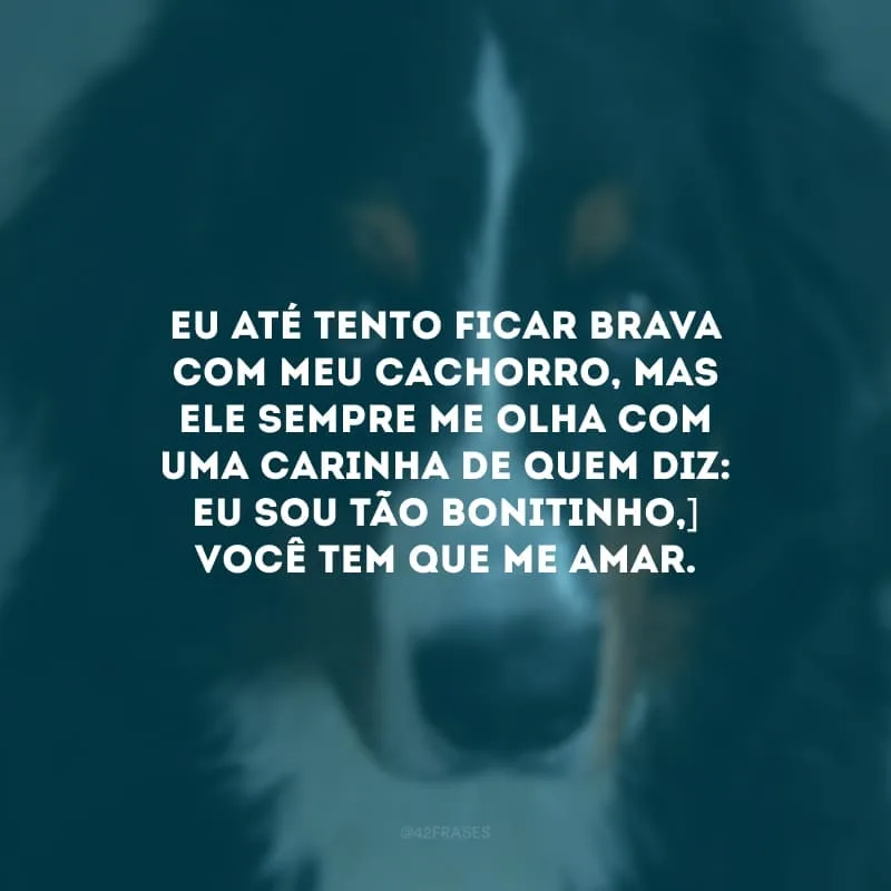 Eu até tento ficar brava com meu cachorro, mas ele sempre me olha com uma carinha de quem diz: eu sou tão bonitinho, você tem que me amar.