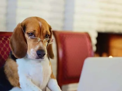 40 frases de cachorro engraçadas para você se divertir com os pets
