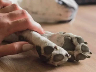 35 frases de luto para cachorro que te ajudarão a se despedir