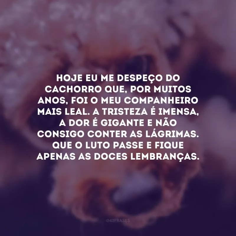 Hoje eu me despeço do cachorro que, por muitos anos, foi o meu companheiro mais leal. A tristeza é imensa, a dor é gigante e não consigo conter as lágrimas. Que o luto passe e fique apenas as doces lembranças.