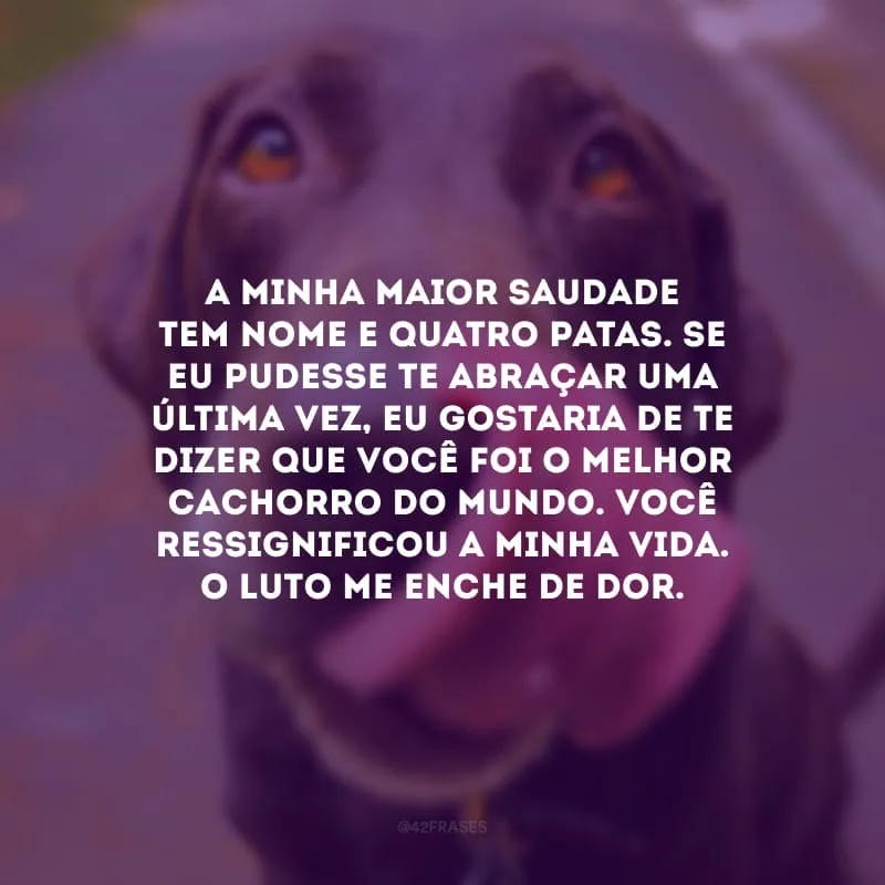 A minha maior saudade tem nome e quatro patas. Se eu pudesse te abraçar uma última vez, eu gostaria de te dizer que você foi o melhor cachorro do mundo. Você ressignificou a minha vida. O luto me enche de dor.