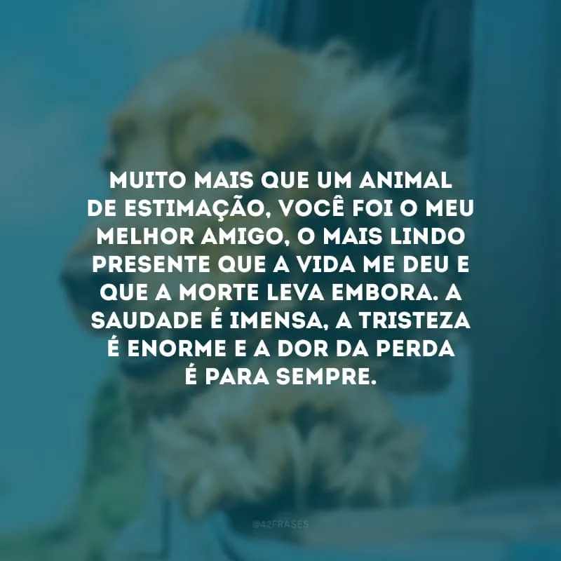 Muito mais que um animal de estimação, você foi o meu melhor amigo, o mais lindo presente que a vida me deu e que a morte leva embora. A saudade é imensa, a tristeza é enorme e a dor da perda é para sempre.