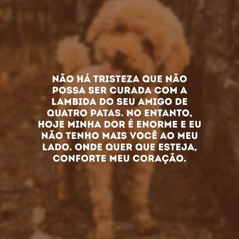 Não há tristeza que não possa ser curada com a lambida do seu amigo de quatro patas. No entanto, hoje minha dor é enorme e eu não tenho mais você ao meu lado. Onde quer que esteja, conforte meu coração.
