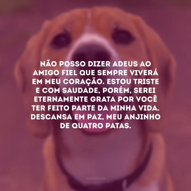 Não posso dizer adeus ao amigo fiel que sempre viverá em meu coração. Estou triste e com saudade, porém, serei eternamente grata por você ter feito parte da minha vida. Descansa em paz, meu anjinho de quatro patas.