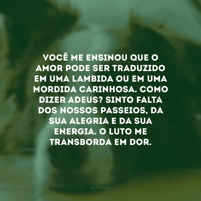 Você me ensinou que o amor pode ser traduzido em uma lambida ou em uma mordida carinhosa. Como dizer adeus? Sinto falta dos nossos passeios, da sua alegria e da sua energia. O luto me transborda em dor.