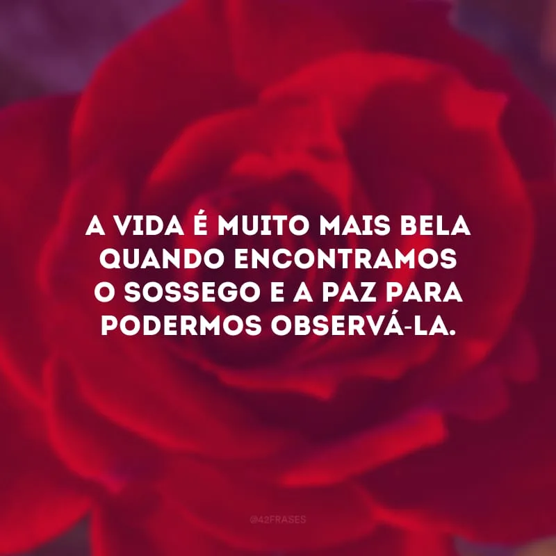 A vida é muito mais bela quando encontramos o sossego e a paz para podermos observá-la.