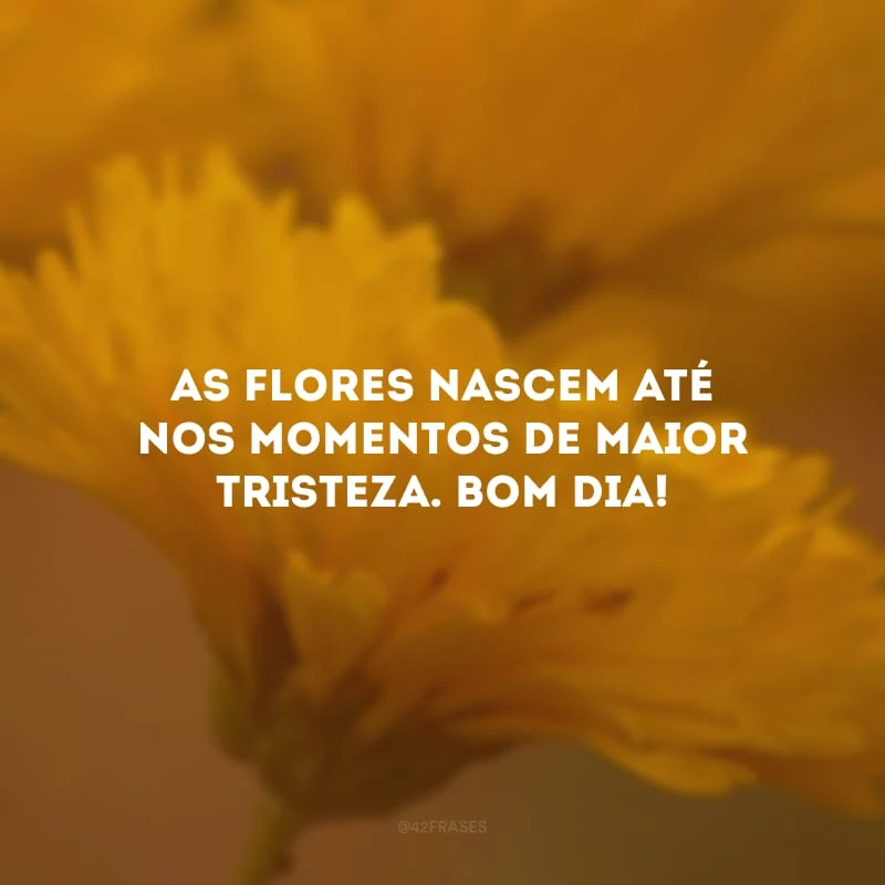 As flores nascem até nos momentos de maior tristeza. Bom dia!